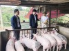 Lãnh đạo TP Cẩm Phả kiểm tra công tác phòng dịch tả lợn châu Phi tại xã Cộng Hòa.