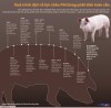 Quá trình dịch tả lợn châu Phi bùng phát trên toàn cầu