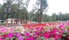 Công viên hoa nằm giữa ngàn thông mã vĩ hồ Yên Trung.