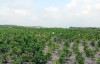 Dự kiến trồng 148 ha rừng hoàn nguyên môi trường trong năm 2020