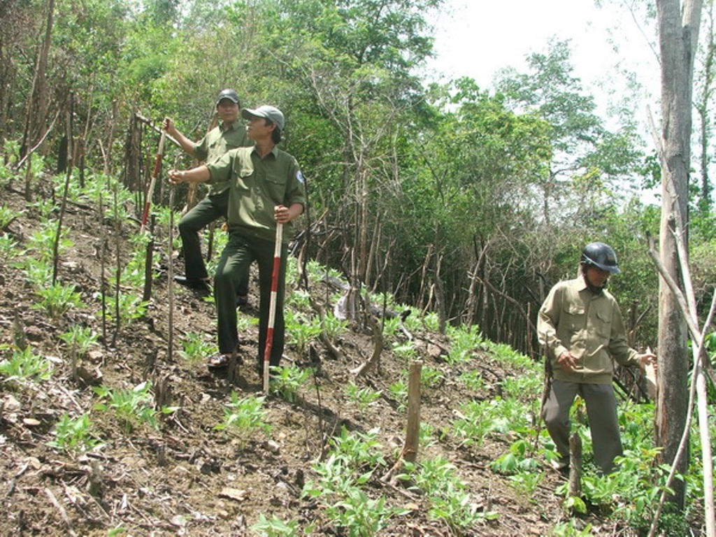 Triển khai trồng rừng thay thế trong TKV