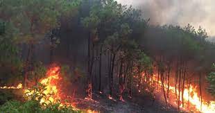 Tăng cường các biện pháp cấp bách phòng cháy và chữa cháy rừng trong khu vực đất được giao, thuê của Công ty Than Thống Nhất - TKV